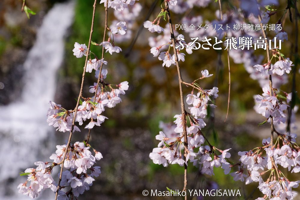 桜で彩られた春の飛騨高山　撮影・柳沢雅彦