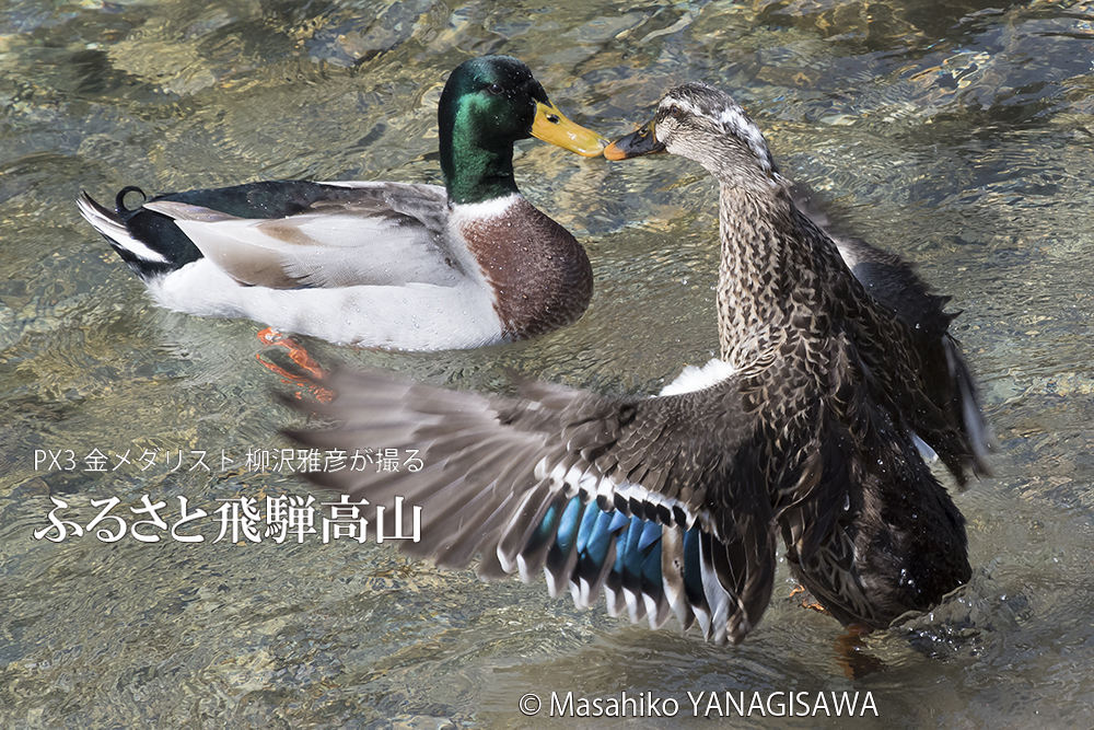 春の飛騨高山(マガモ)　撮影・柳沢雅彦