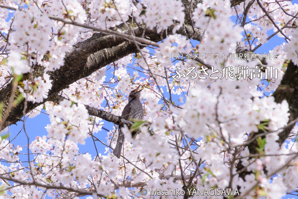 桜で彩られた春の飛騨高山(ヒヨドリ)撮影　柳沢雅彦