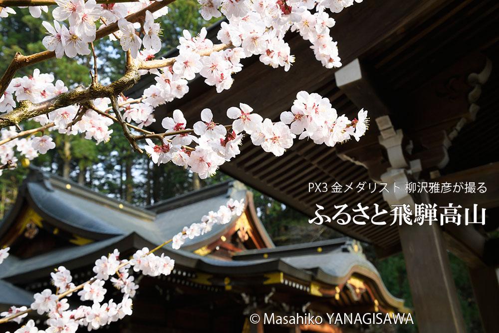 桜で彩られた春の飛騨高山　撮影・柳沢雅彦