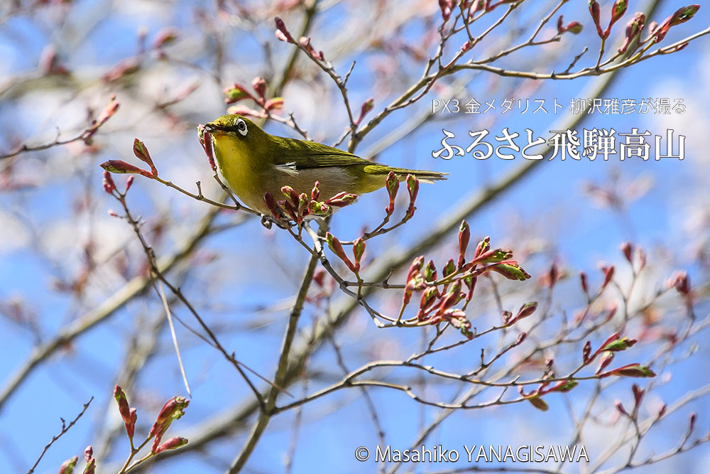 春の飛騨高山(開花を待ちきれず嘴で桜の蕾をこじ開けようとするメジロ)　撮影・柳沢雅彦