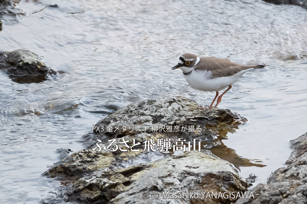 春の飛騨高山(イカルチドリ)　撮影・柳沢雅彦