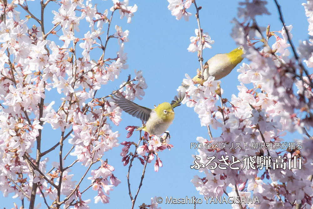 桜で彩られた春の飛騨高山(メジロ)　撮影・柳沢雅彦