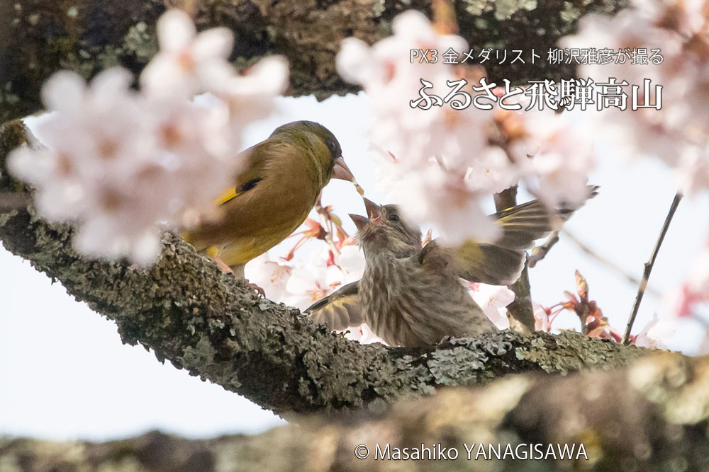 桜で彩られた春の飛騨高山(カワラヒワの親子)　撮影・柳沢雅彦