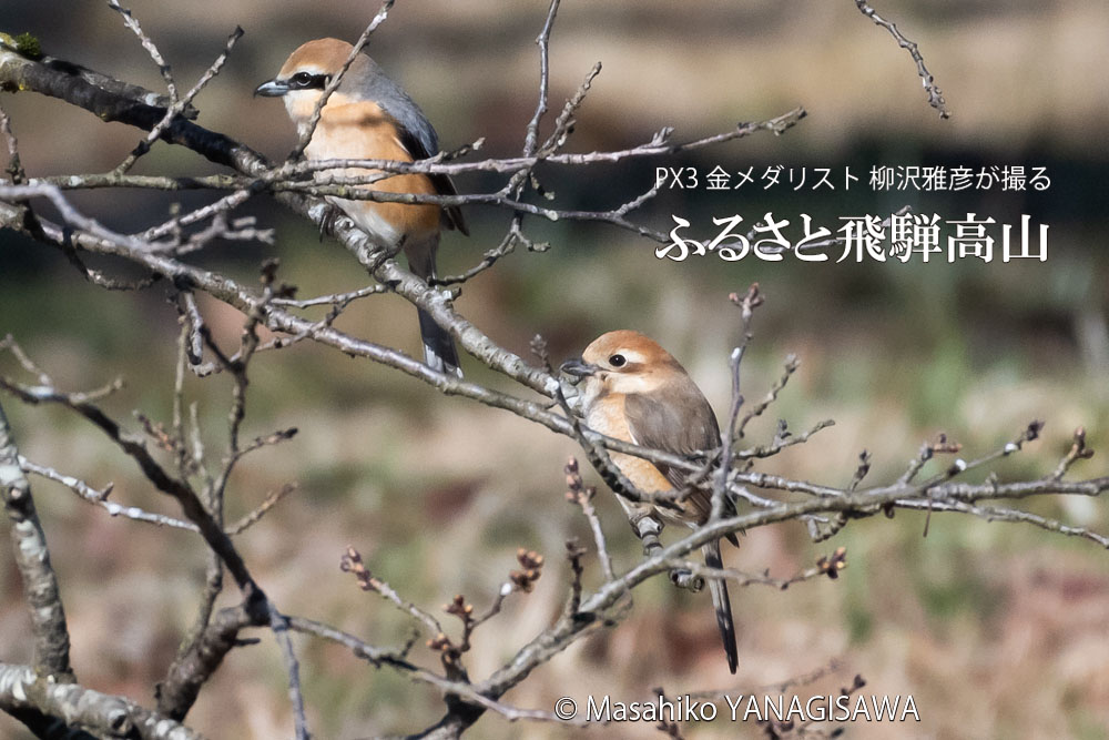 春の飛騨高山(モズ雄雌)　撮影・柳沢雅彦