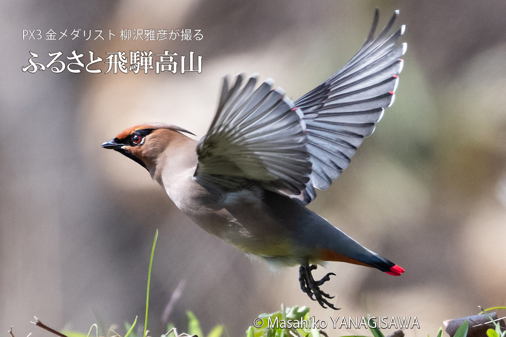 春の飛騨高山(ヒレンジャク)　撮影・柳沢雅彦