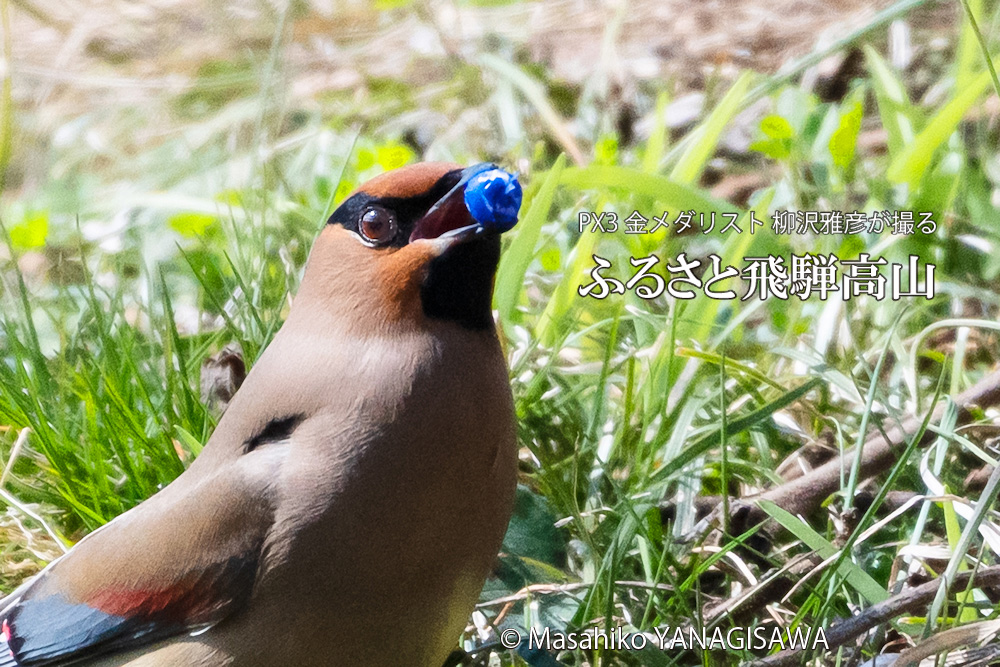 春の飛騨高山(ヒレンジャク)　撮影・柳沢雅彦