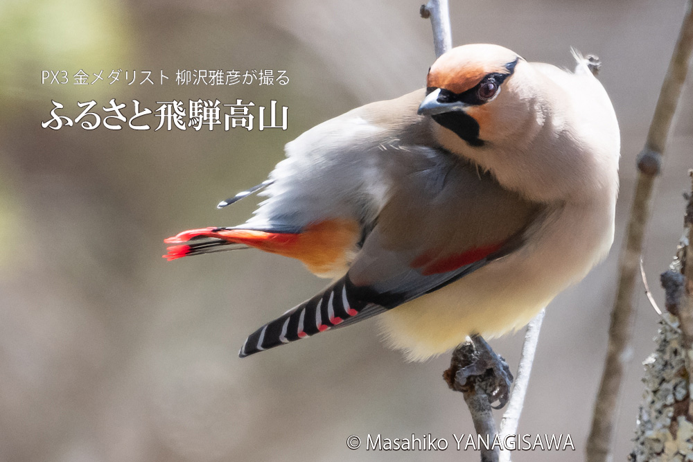 春の飛騨高山(ヒレンジャク)　撮影・柳沢雅彦