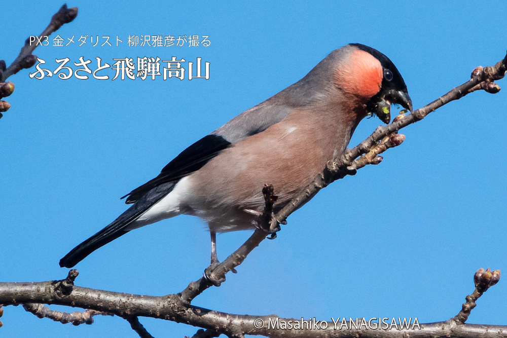 春の飛騨高山(アカウソ)　撮影・柳沢雅彦