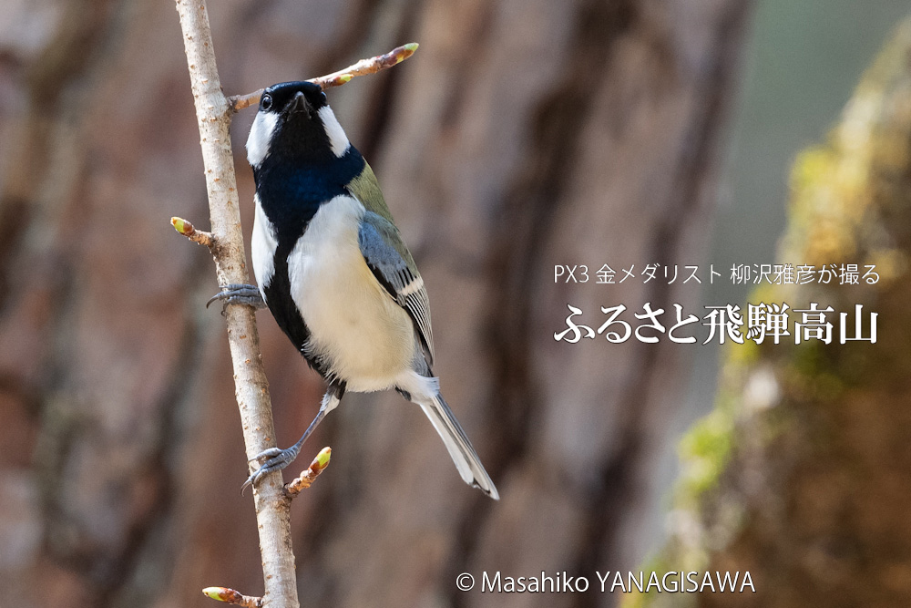 春の飛騨高山 (シジュウカラ)　撮影・柳沢雅彦