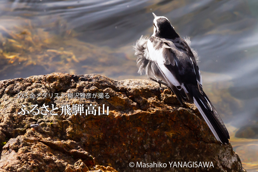 春の飛騨高山(セグロセキレイ)　撮影・柳沢雅彦