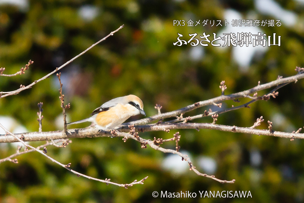 春の飛騨高山(モズ)　撮影・柳沢雅彦