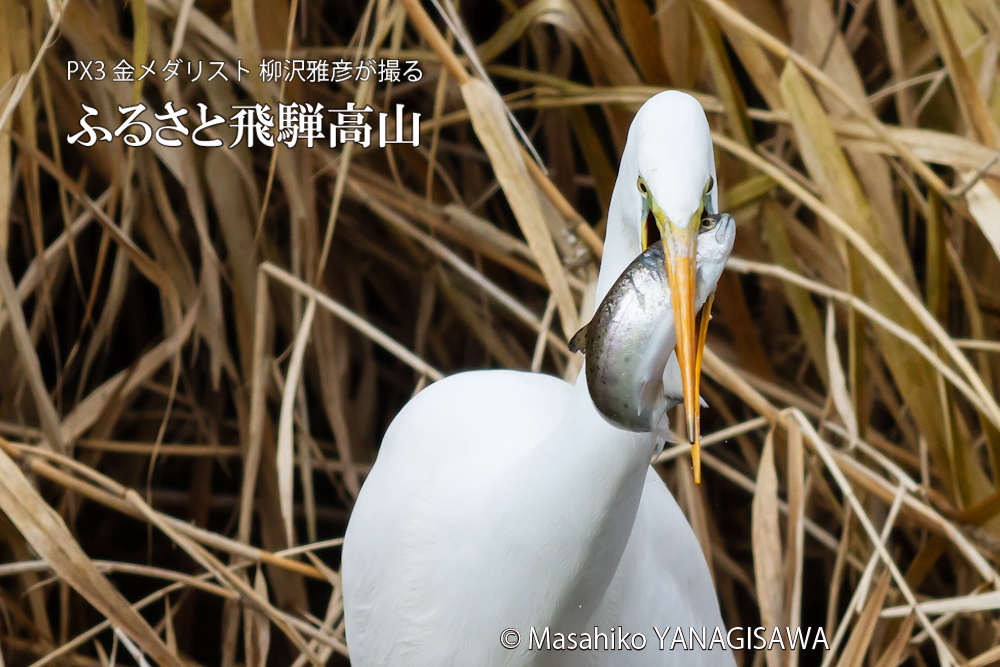 春の飛騨高山(ダイサギ)　撮影・柳沢雅彦