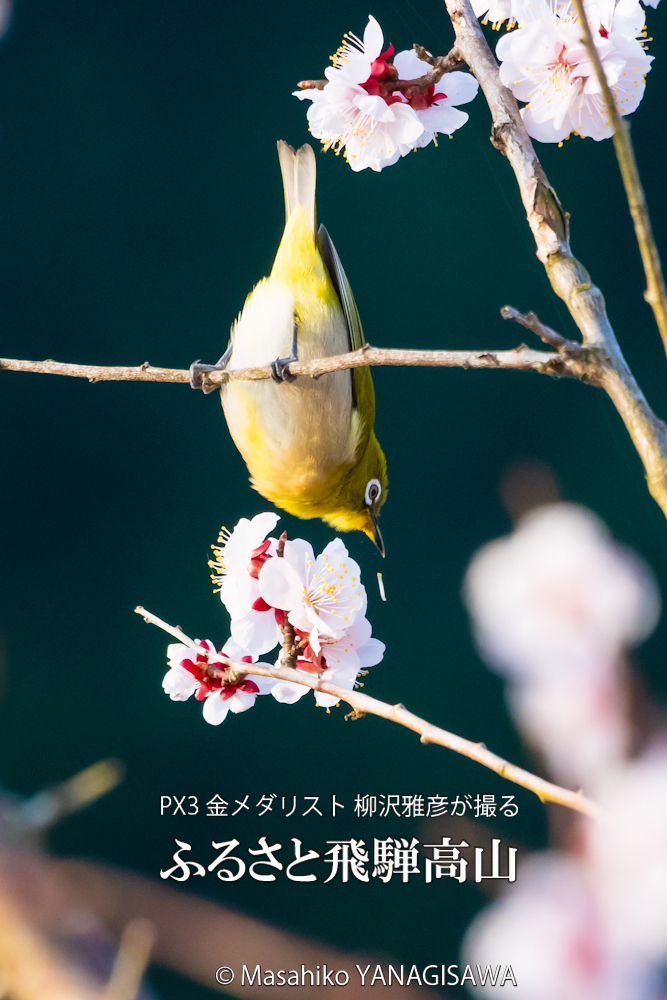 桜で彩られた春の飛騨高山(メジロ)　撮影・柳沢雅彦