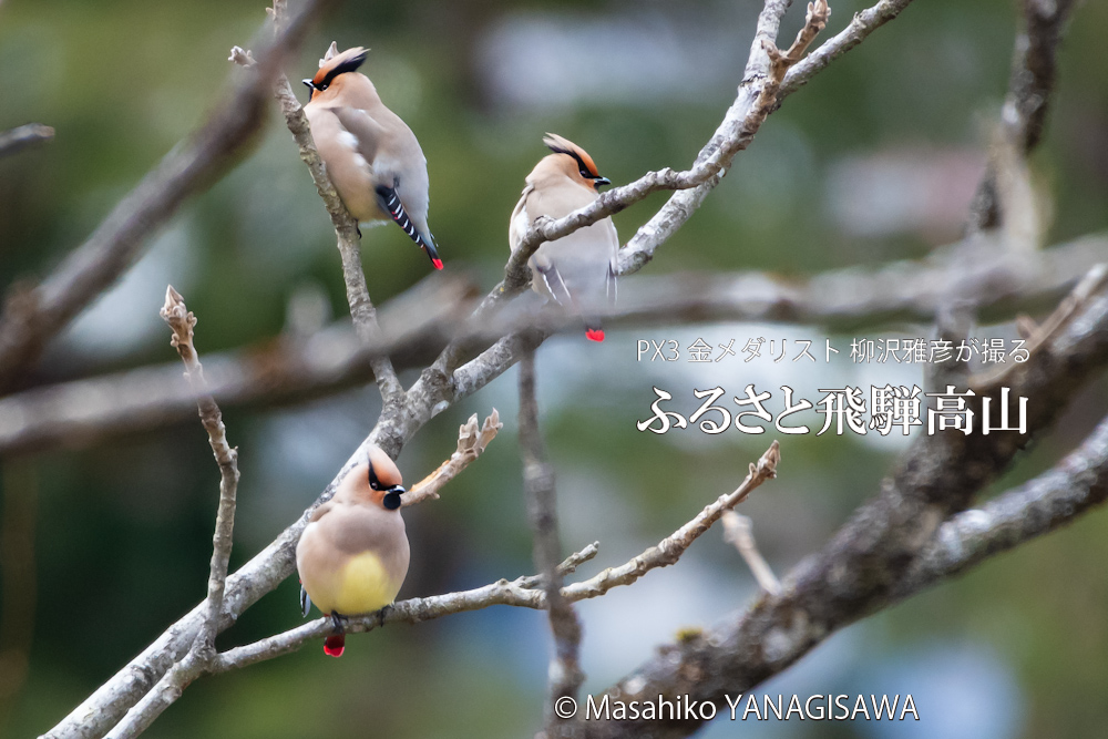 春の飛騨高山(ヒレンジャク)　撮影・柳沢雅彦