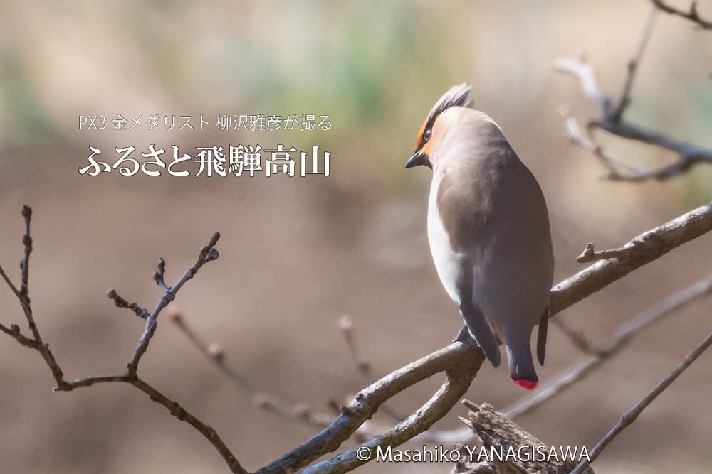 春の飛騨高山(ヒレンジャク)　撮影・柳沢雅彦