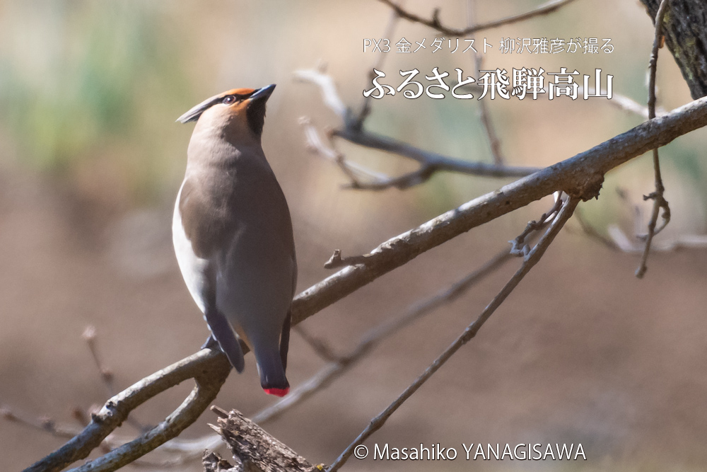 春の飛騨高山(ヒレンジャク)　撮影・柳沢雅彦