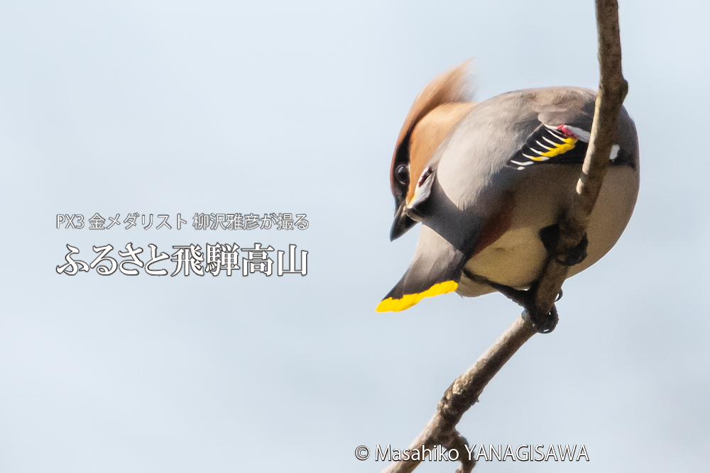 春の飛騨高山(キレンジャク)　撮影・柳沢雅彦