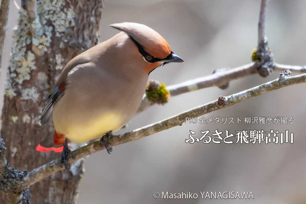 春の飛騨高山(ヒレンジャク)　撮影・柳沢雅彦