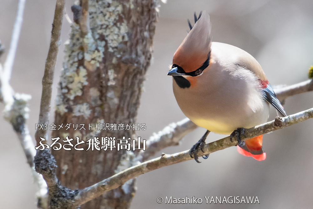 春の飛騨高山(ヒレンジャク)　撮影・柳沢雅彦