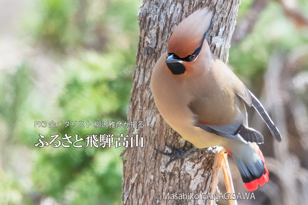 春の飛騨高山(ヒレンジャク)　撮影・柳沢雅彦