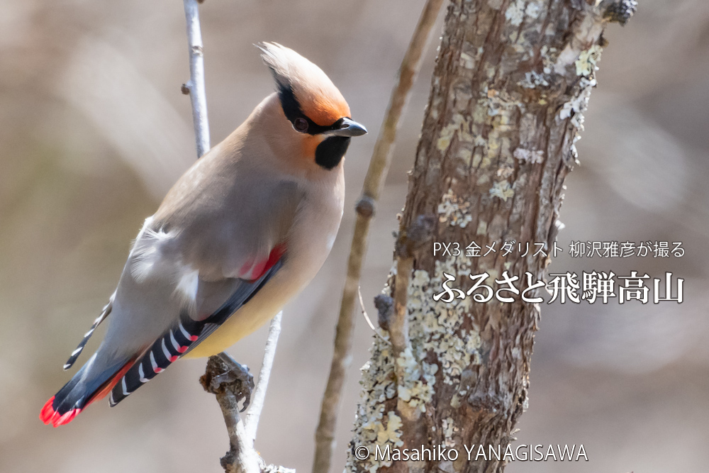 春の飛騨高山(ヒレンジャク)　撮影・柳沢雅彦