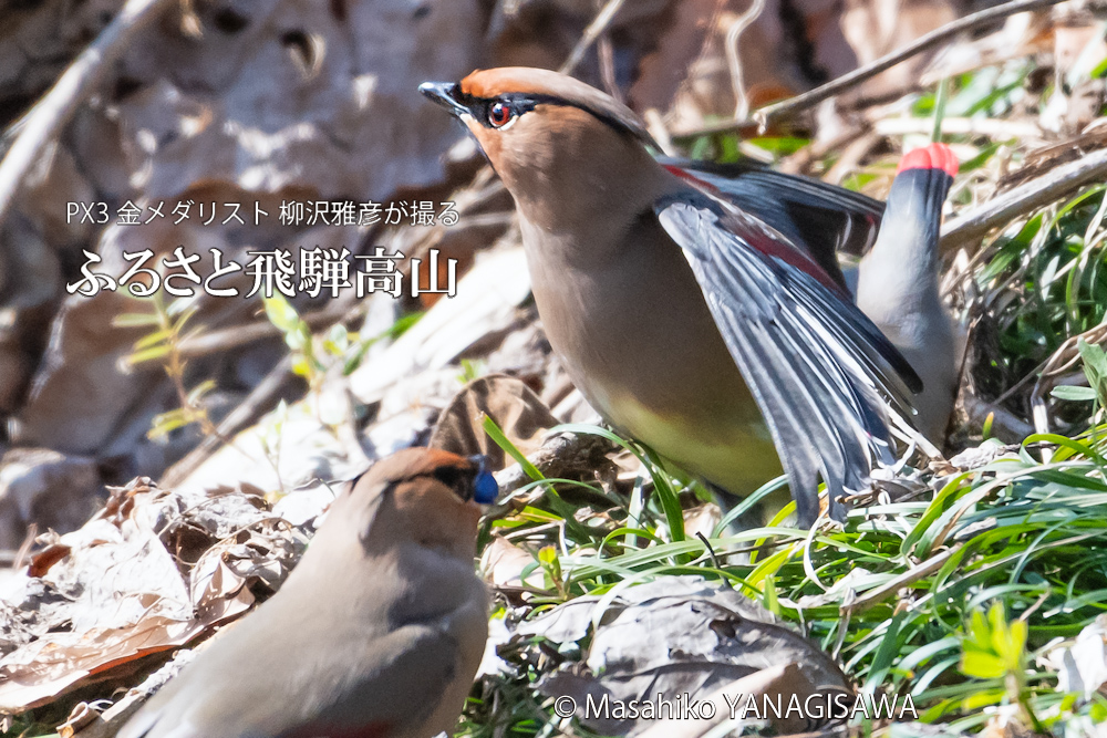 春の飛騨高山(ヒレンジャク)　撮影・柳沢雅彦