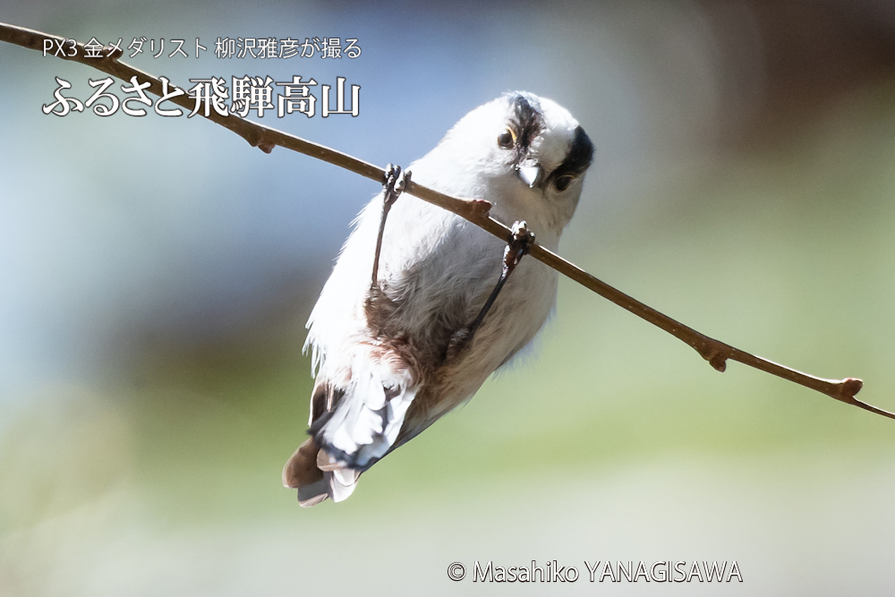 春の飛騨高山(エナガ)　撮影・柳沢雅彦