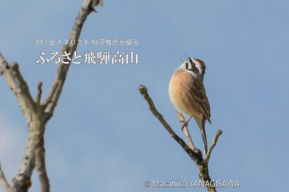 春の飛騨高山(ホオジロ)　撮影・柳沢雅彦