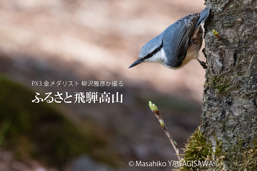 春の飛騨高山(ゴジュウカラ)　撮影・柳沢雅彦