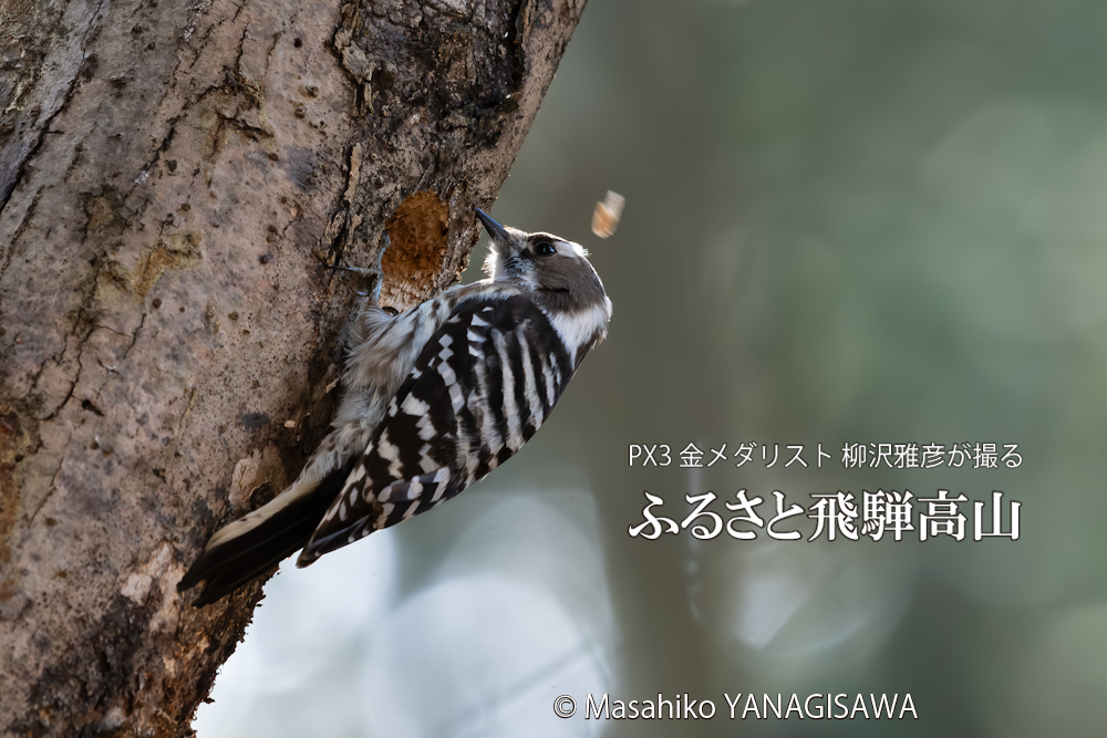 春の飛騨高山(コゲラ)　撮影・柳沢雅彦