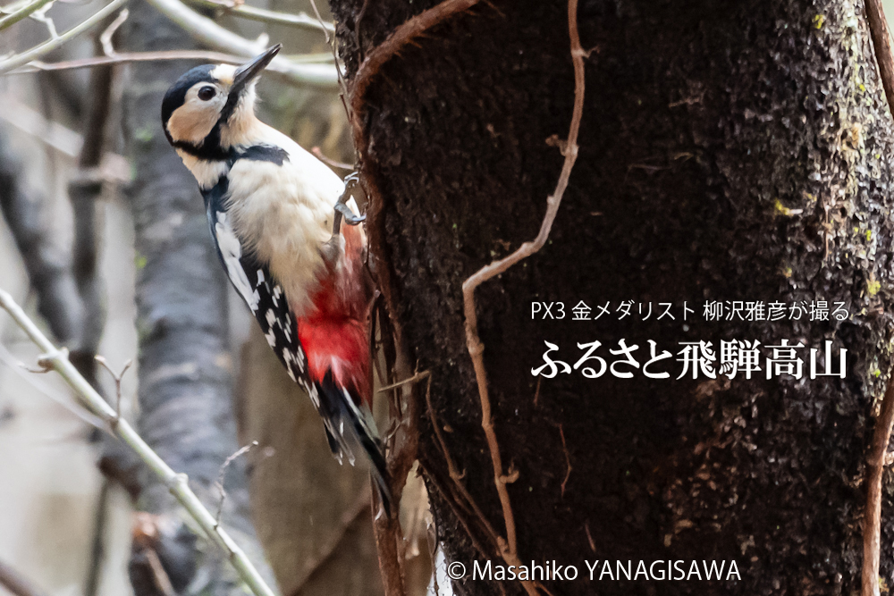 春の飛騨高山(アカゲラ)　撮影・柳沢雅彦