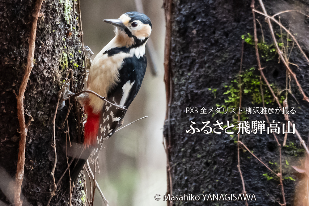 春の飛騨高山(アカゲラ)　撮影・柳沢雅彦