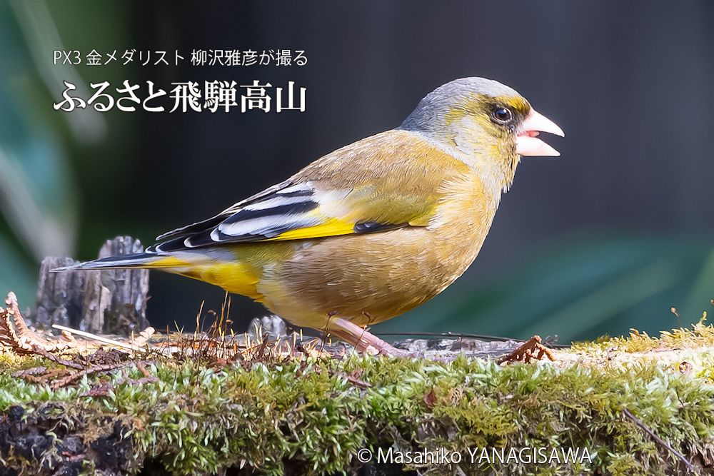 春の飛騨高山(カワラヒワ)　撮影・柳沢雅彦