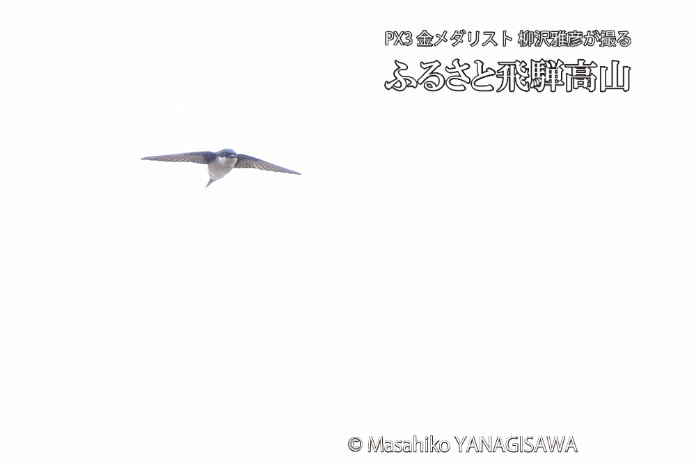 　撮影・柳沢雅彦