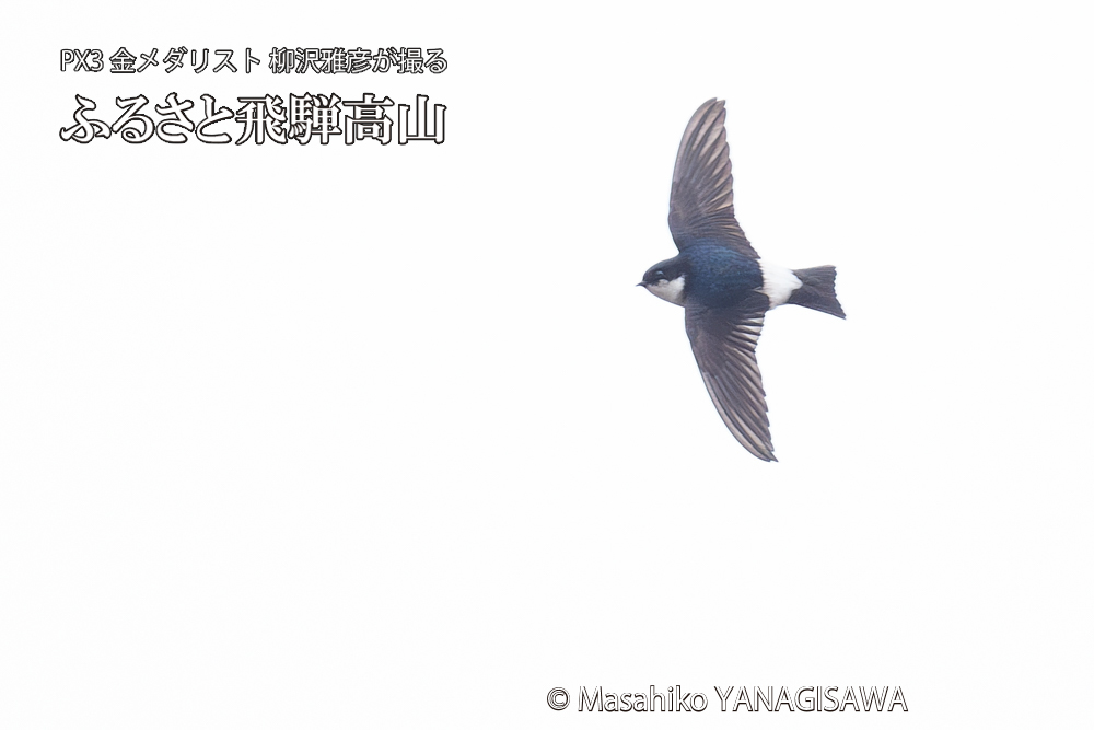 　撮影・柳沢雅彦