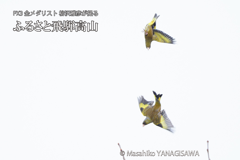 　撮影・柳沢雅彦