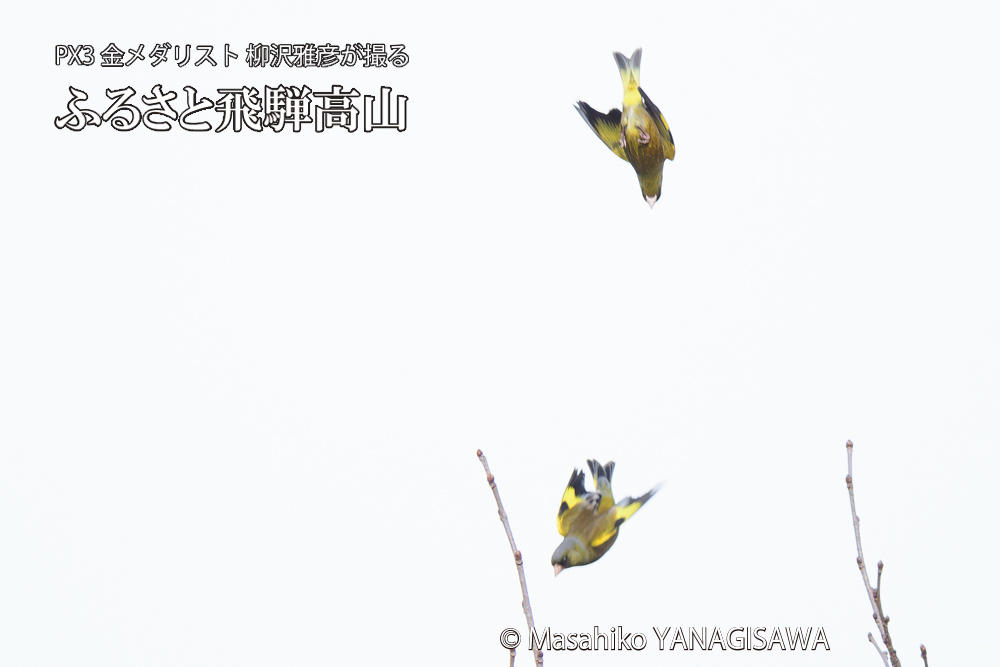 　撮影・柳沢雅彦