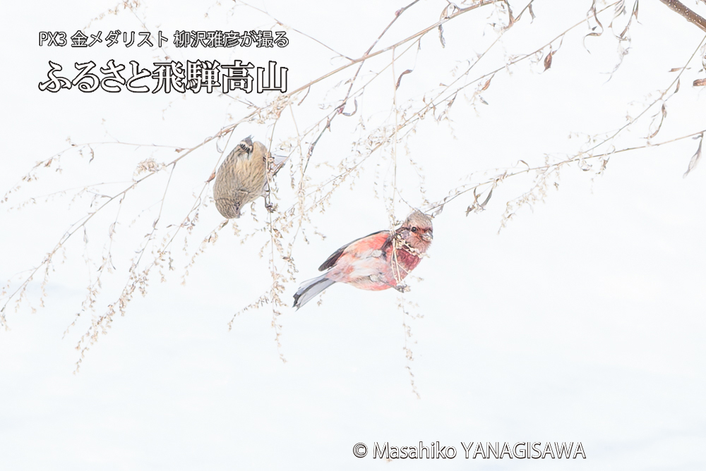 　撮影・柳沢雅彦