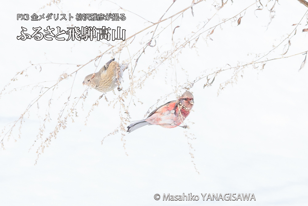 　撮影・柳沢雅彦