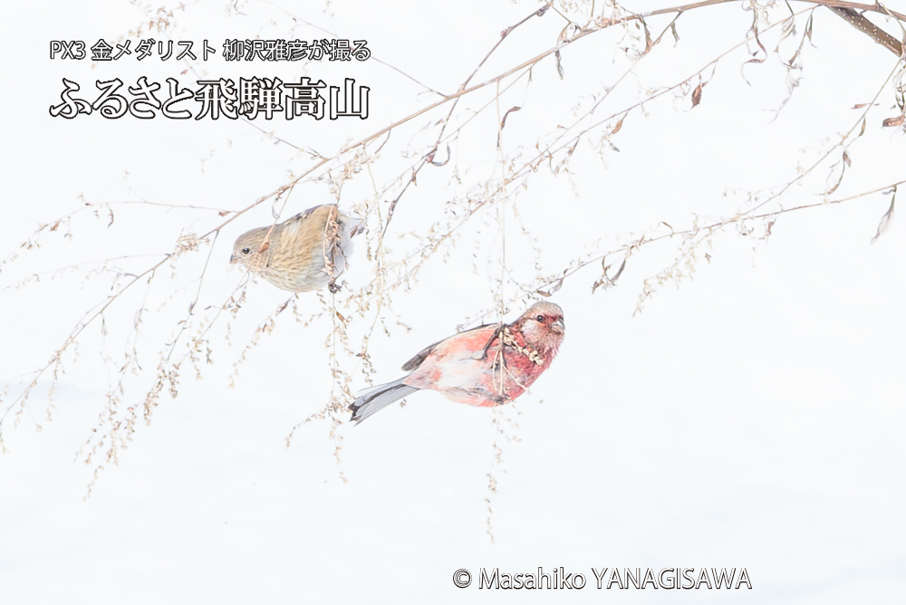 　撮影・柳沢雅彦