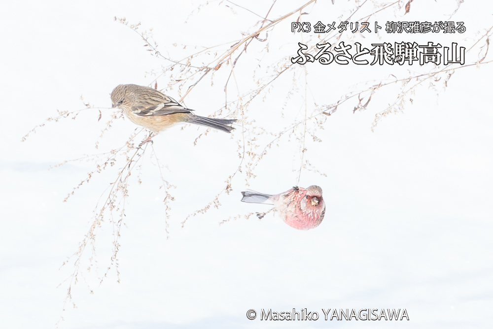 　撮影・柳沢雅彦