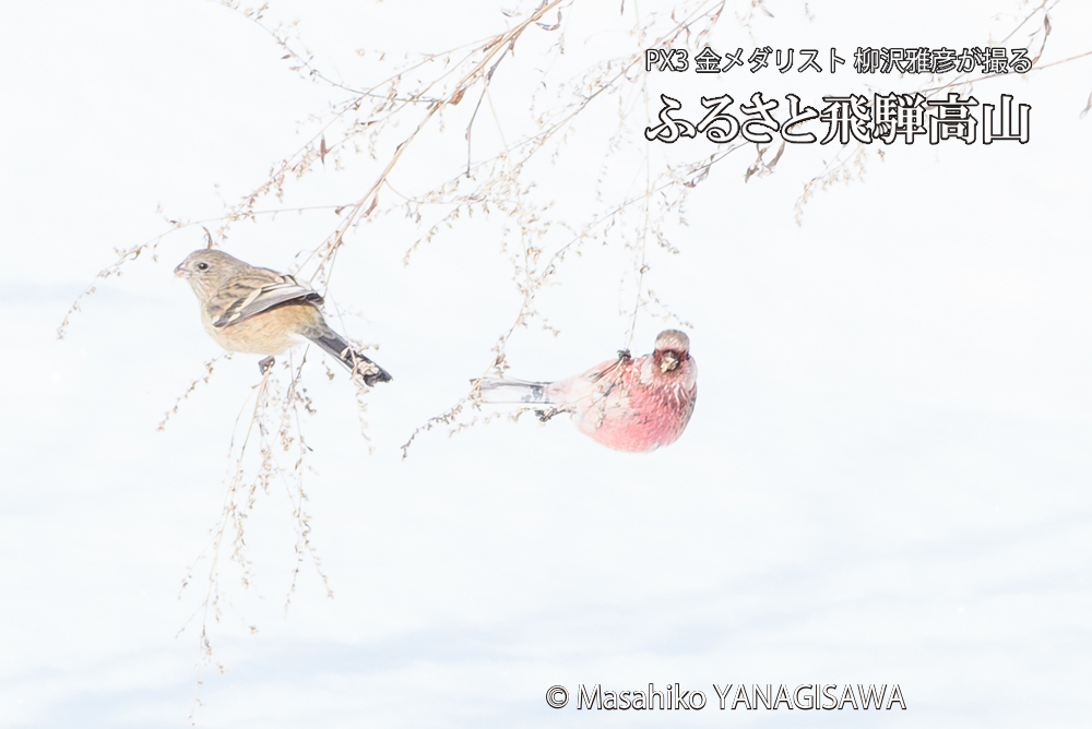 　撮影・柳沢雅彦