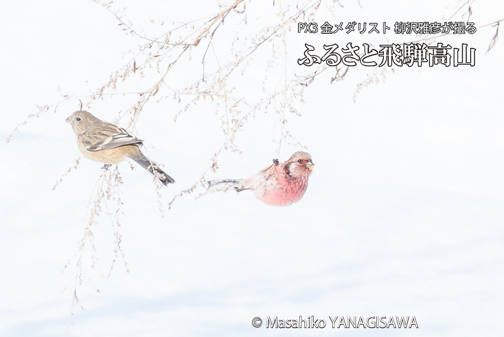 　撮影・柳沢雅彦