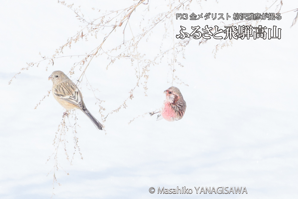 　撮影・柳沢雅彦