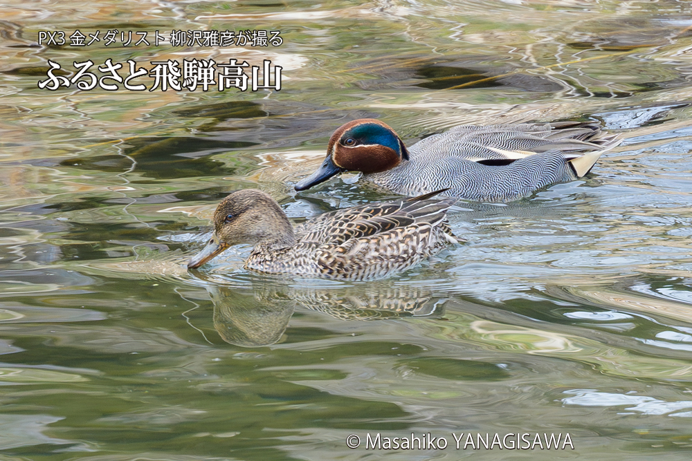 　撮影・柳沢雅彦