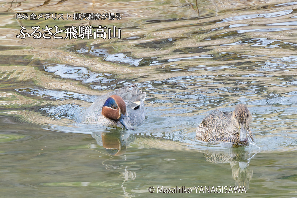 　撮影・柳沢雅彦