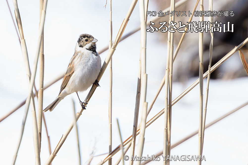 　撮影・柳沢雅彦