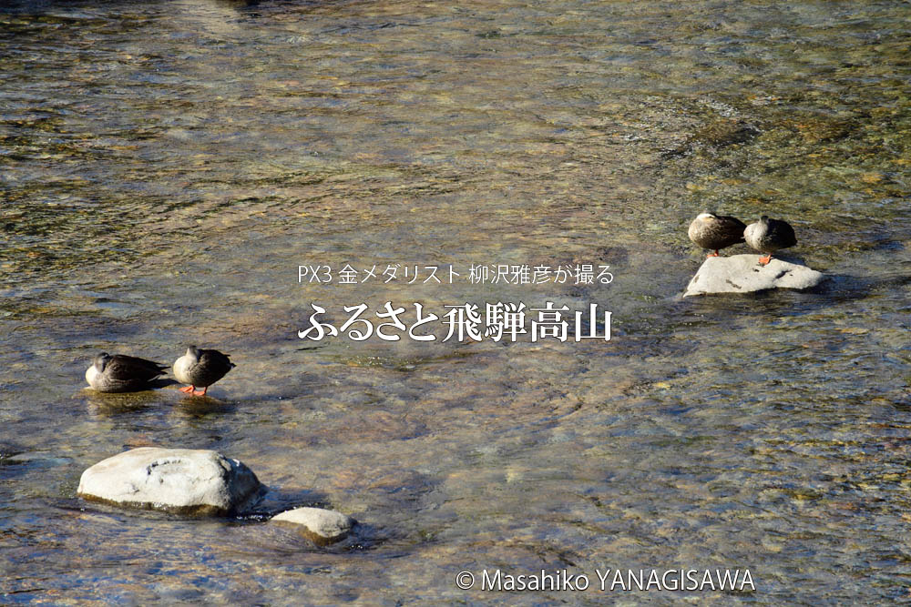 春の飛騨高山(カルガモ)　撮影・柳沢雅彦