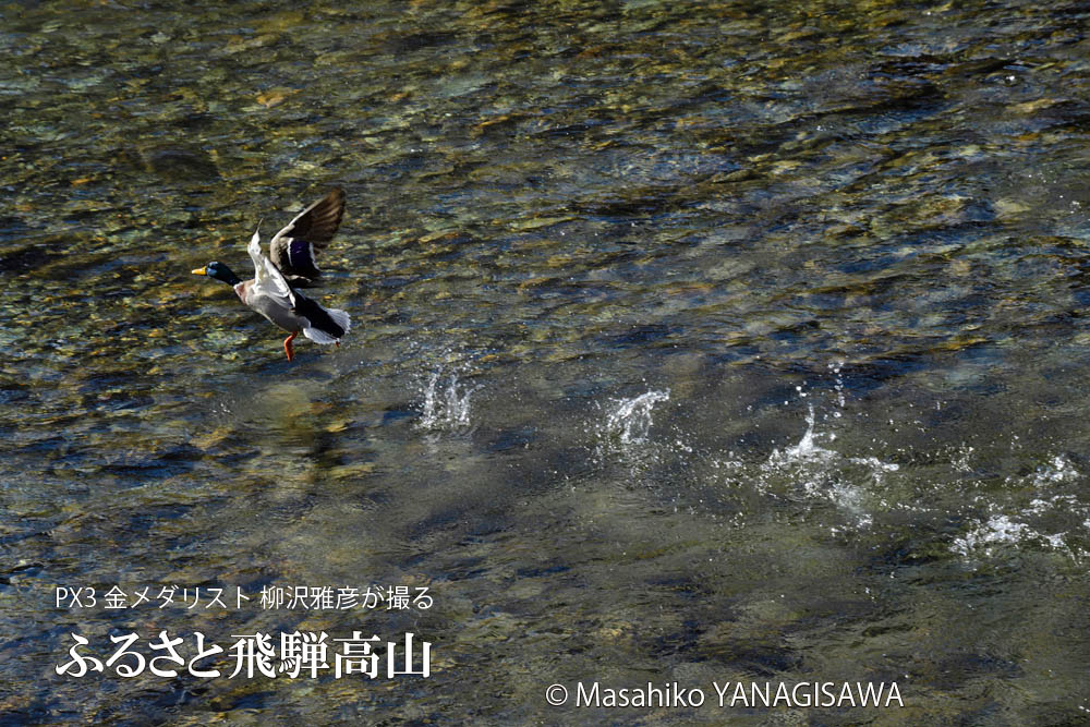 春の飛騨高山(マガモ)　撮影・柳沢雅彦